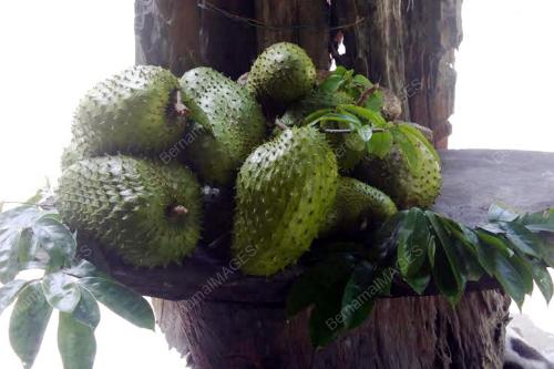 PK09_31032016_DURIAN
