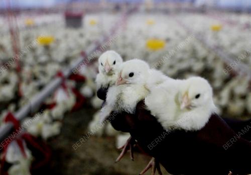 ANAK AYAM