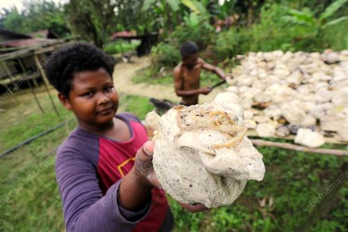 MASYARAKAT ASLI SUNGAI MERAH JUAL GETAH SEKERAP