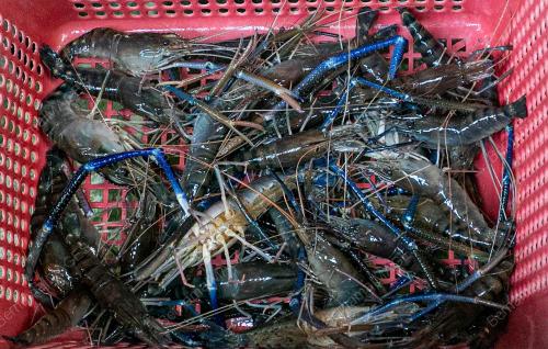 UDANG GALAH