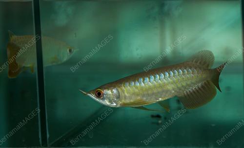 AROWANA