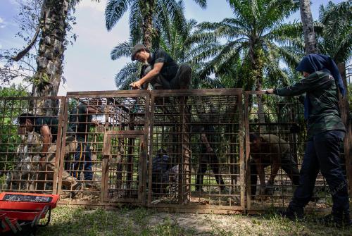 PEMASANGAN PERANGKAP HARIMAU