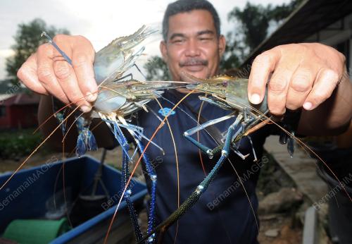 PK10_20052014_UDANG