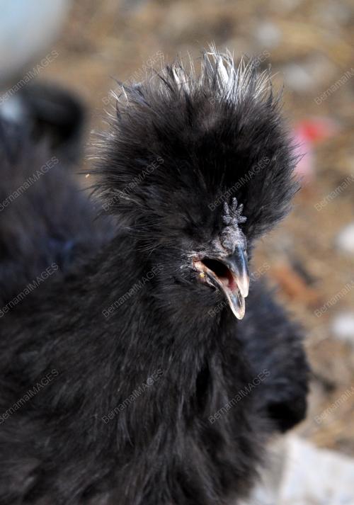 PK10_23072016_AYAM