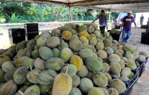 PK10_26062015_DURIAN