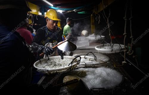 IKAN BILIS MATA BIRU