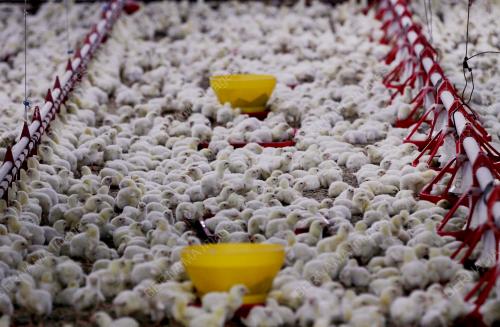 ANAK AYAM