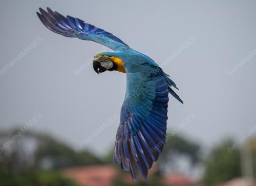 BURUNG KAKAK TUA