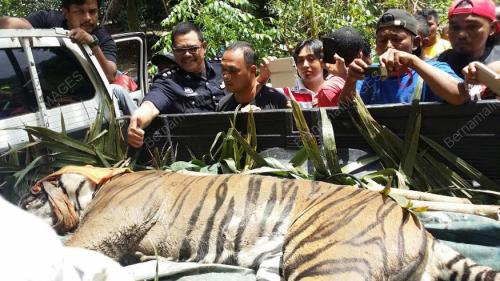 PK11_15022016_HARIMAU