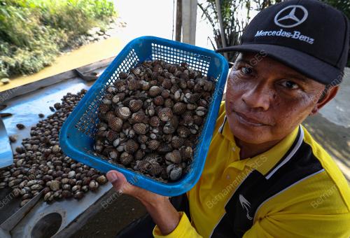 PENGUSAHA KEBUN KERANG LEKIR