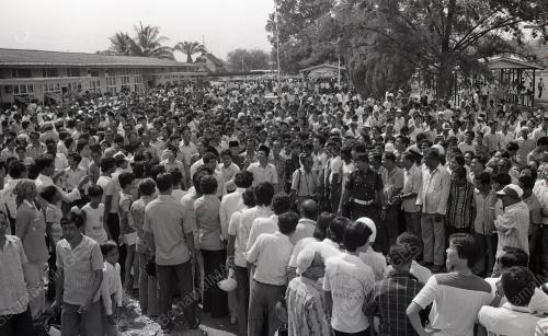 MUSA HITAM