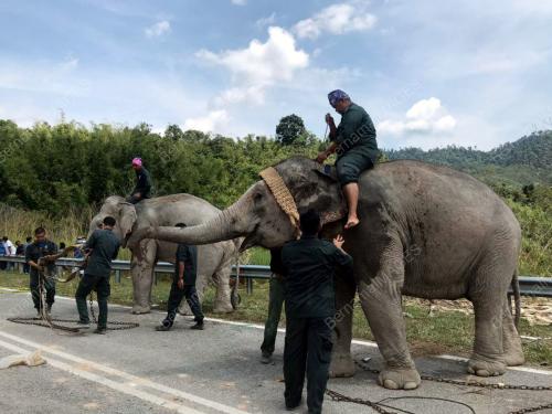 OPERASI PINDAH GAJAH DI GRIK