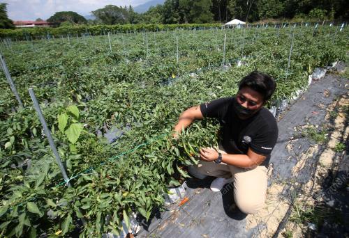 USAHAWAN KONTRAK PEMASARAN MAFI