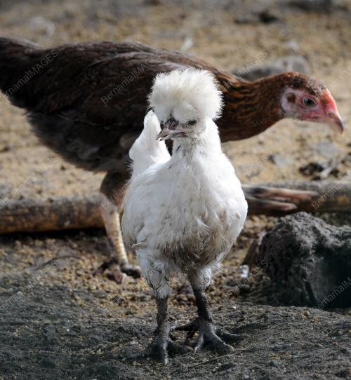 PK11_23072016_AYAM
