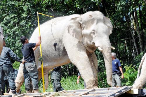 PK11_25072016_GAJAH