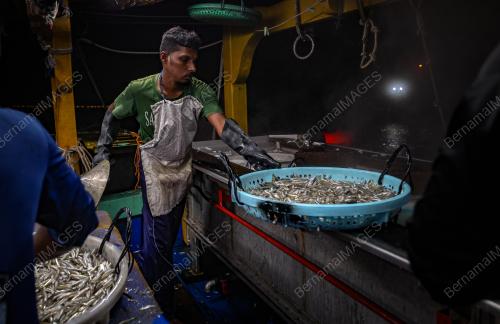 IKAN BILIS MATA BIRU