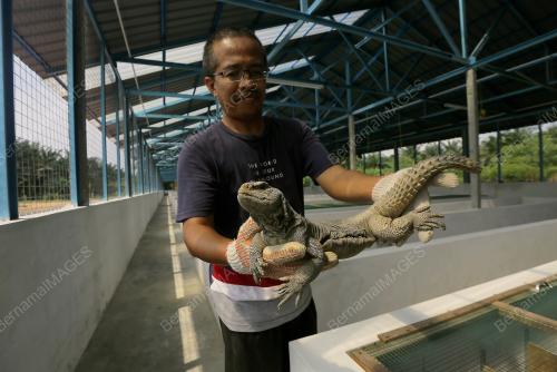 PENTERNAK DHAB AZHAR MOHAMAD SHAFAWI