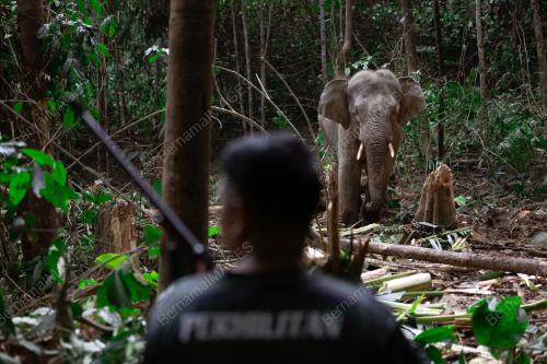 LIPUTAN KHAS KONFLIK GAJAH-MANUSIA