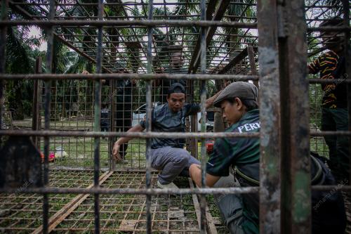 PEMASANGAN PERANGKAP HARIMAU