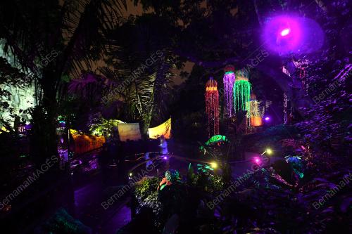 PK12_17012019_LUMINOUS_FOREST
