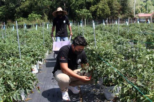 USAHAWAN KONTRAK PEMASARAN MAFI