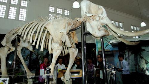 ZOOLOGI_TAKSIDREMI