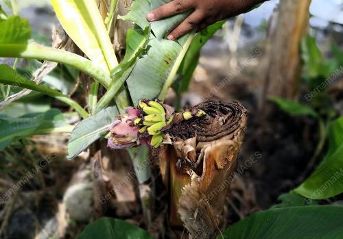 PK12_26082016_PISANG