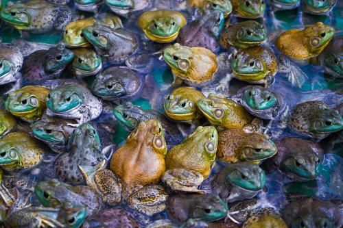 KATAK BULLFROG