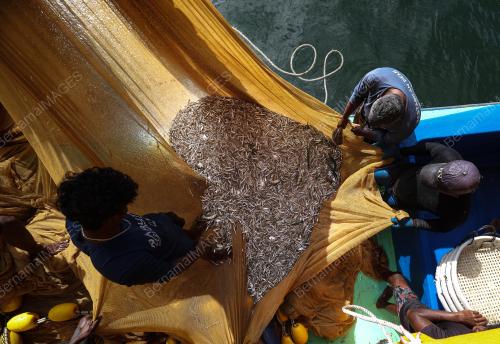 IKAN BILIS MATA BIRU