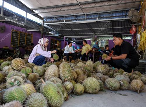 DURIAN KAMPUNG