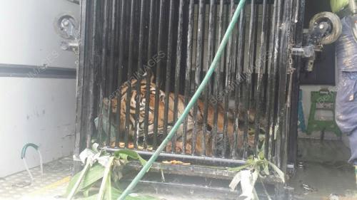 PK13_15022016_HARIMAU