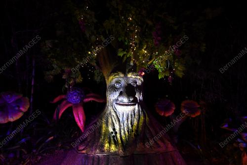 PK13_17012019_LUMINOUS_FOREST