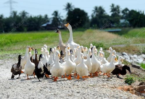 PK13_23072016_AYAM