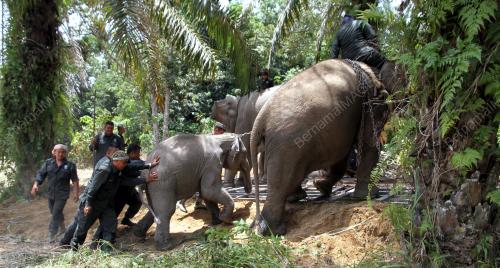 PK14_04102016_GAJAH_LIAR