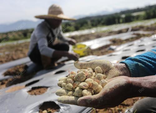 TANAMAN BAWANG