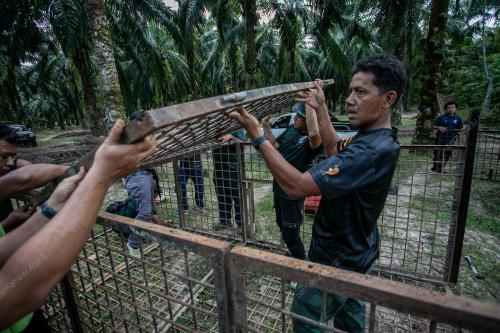 PEMASANGAN PERANGKAP HARIMAU