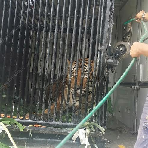 PK14_15022016_HARIMAU