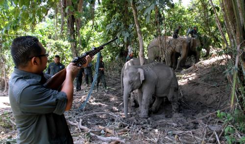PK15_04102016_GAJAH_LIAR