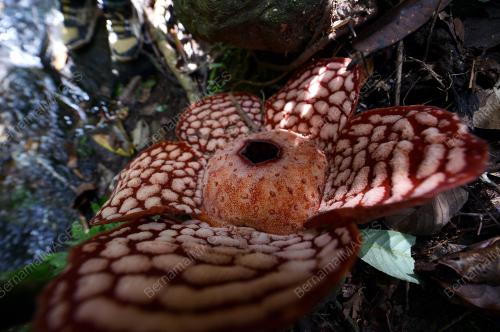 PK15_14022017_RAFLESIA