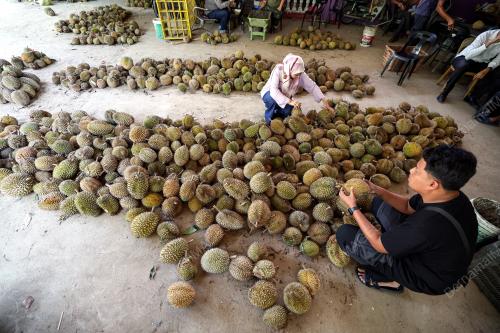 DURIAN KAMPUNG