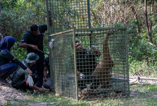 PEMASANGAN PERANGKAP HARIMAU