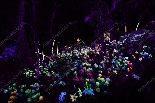 PK15_17012019_LUMINOUS_FOREST