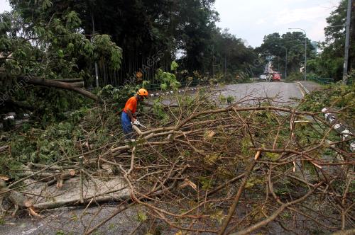 POKOK TUMBANG SELEPAS ANGIN KENCANG
