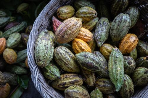 BUAH KOKO
