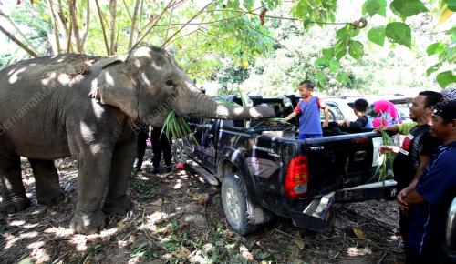 PK16_04102016_GAJAH_LIAR