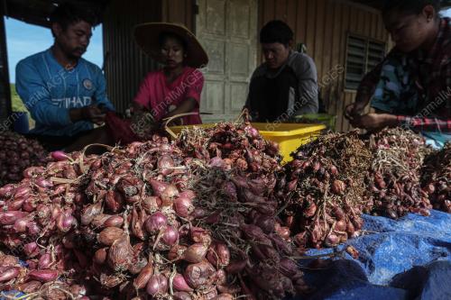TANAMAN BAWANG