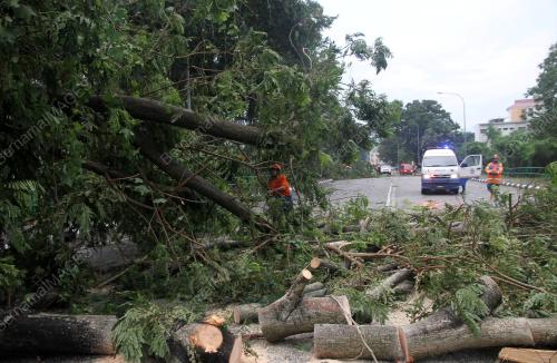 POKOK TUMBANG SELEPAS ANGIN KENCANG