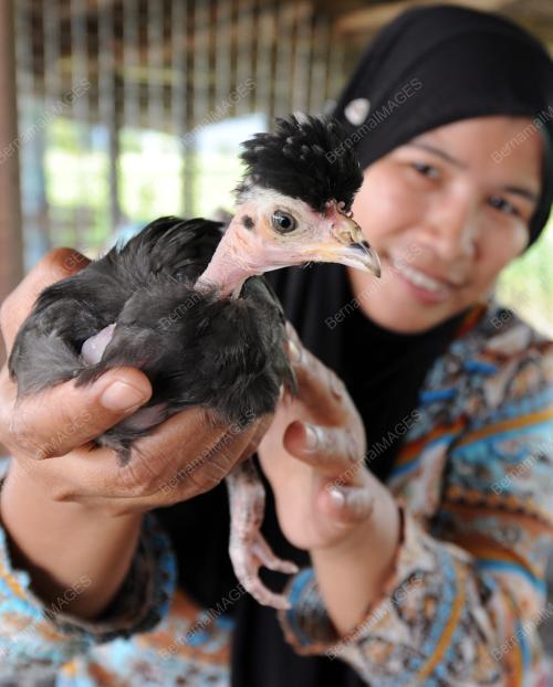 PK16_23072016_AYAM