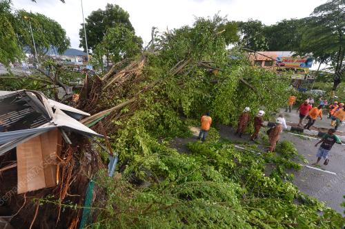 PK16_28042017_POKOK_TUMBANG