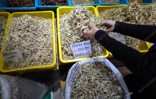 IKAN BILIS MATA BIRU